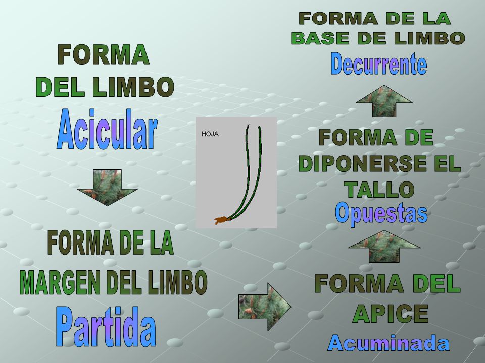 FORMA DE LA BASE DE LIMBO Decurrente Acicular FORMA DE DIPONERSE EL