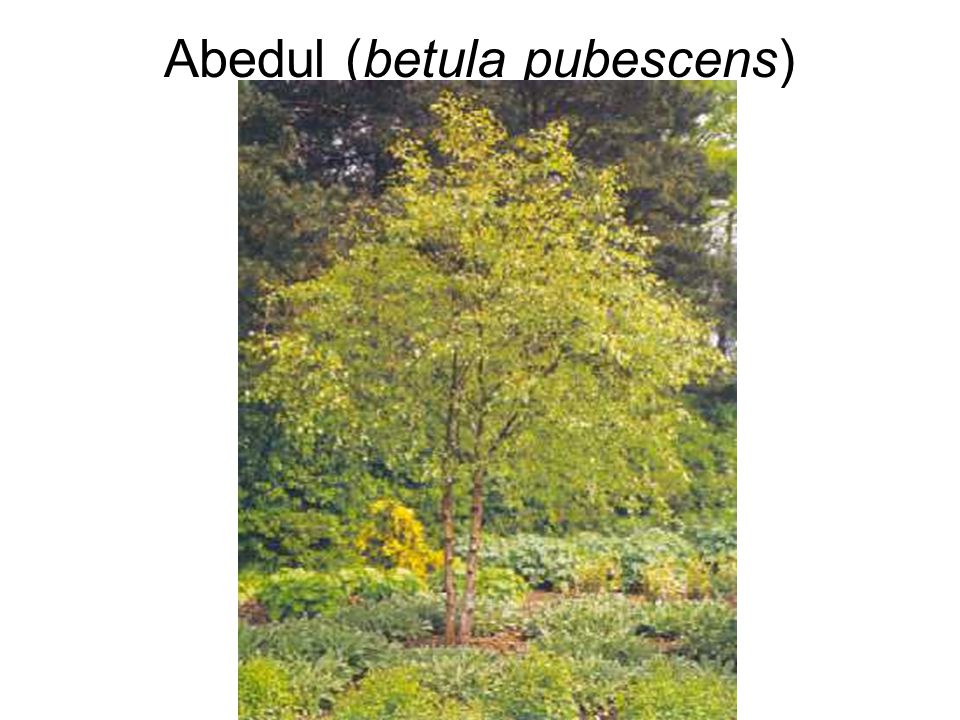 Abedul (betula pubescens)