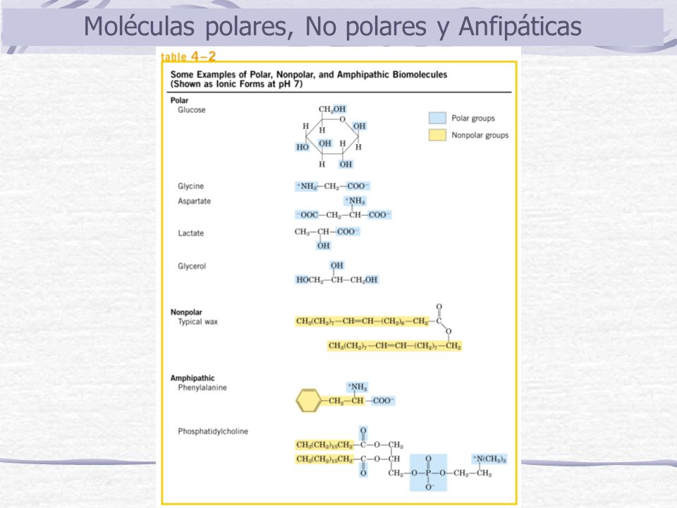 Moléculas polares, No polares y Anfipáticas