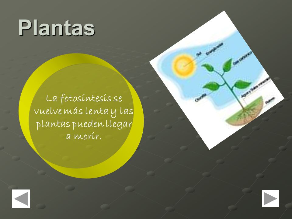 Plantas La fotosíntesis se vuelve más lenta y las plantas pueden llegar a morir.