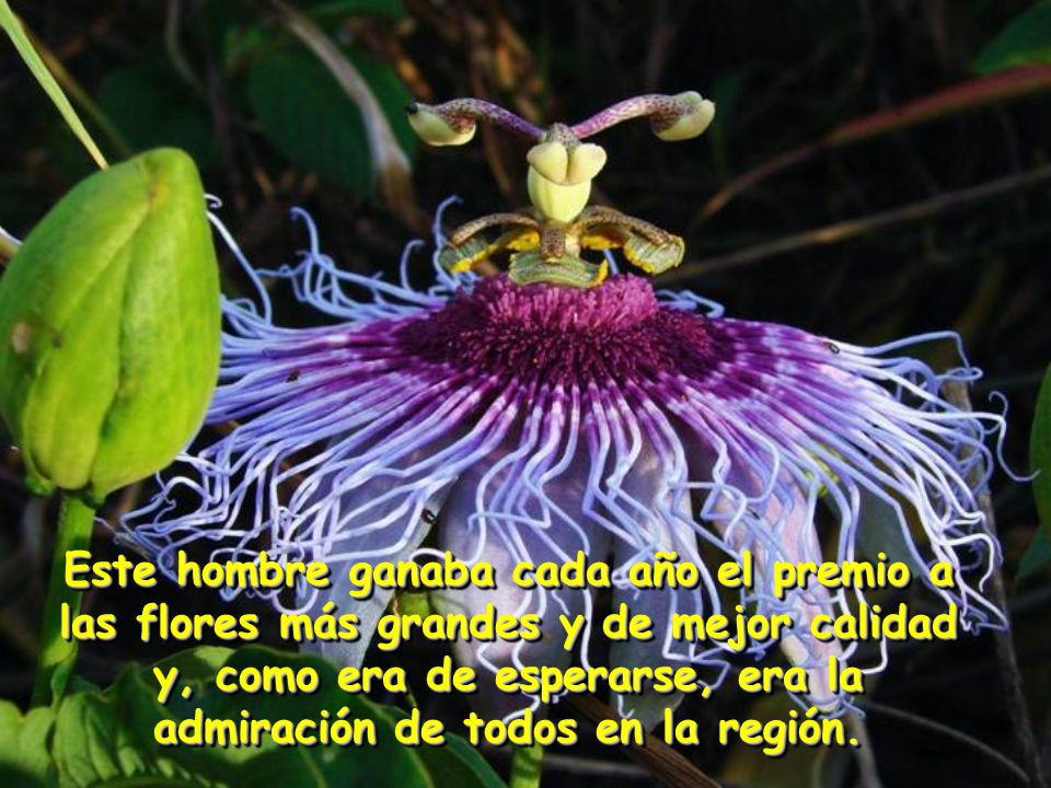 Este hombre ganaba cada año el premio a las flores más grandes y de mejor calidad y, como era de esperarse, era la admiración de todos en la región.