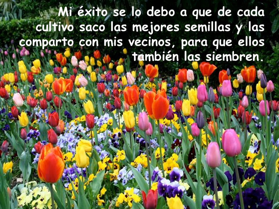 Mi éxito se lo debo a que de cada cultivo saco las mejores semillas y las comparto con mis vecinos, para que ellos también las siembren.