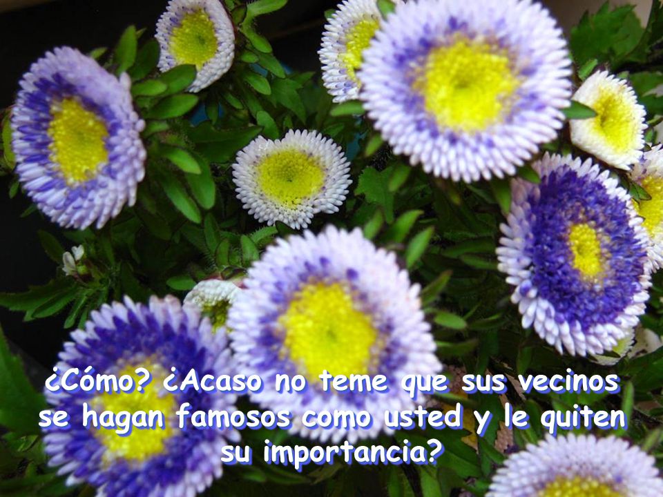 ¿Cómo ¿Acaso no teme que sus vecinos se hagan famosos como usted y le quiten su importancia