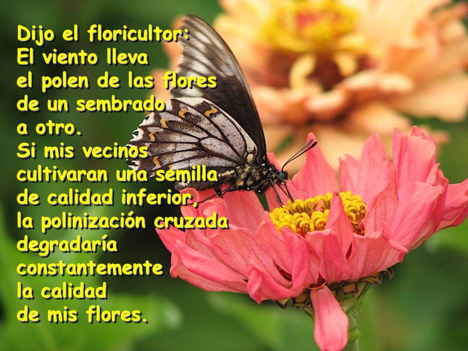 Dijo el floricultor: El viento lleva el polen de las flores de un sembrado a otro.