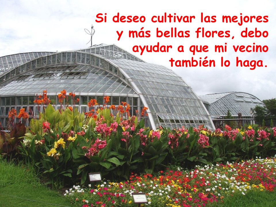 Si deseo cultivar las mejores y más bellas flores, debo ayudar a que mi vecino también lo haga.