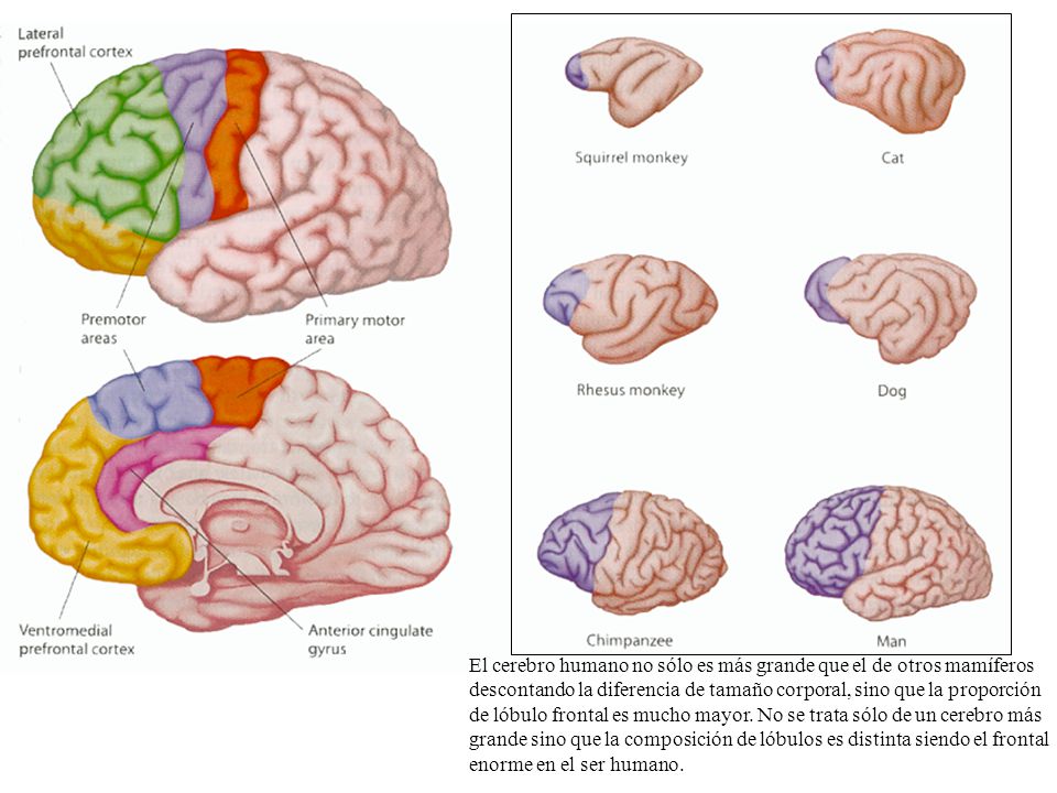 El cerebro humano no sólo es más grande que el de otros mamíferos