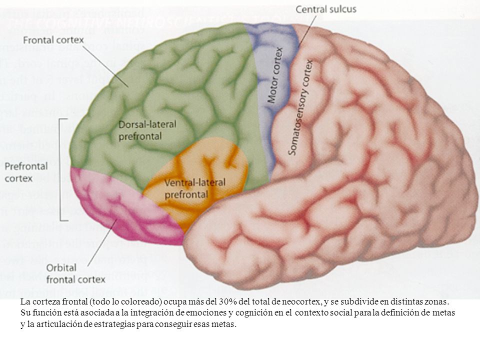 La corteza frontal (todo lo coloreado) ocupa más del 30% del total de neocortex, y se subdivide en distintas zonas.