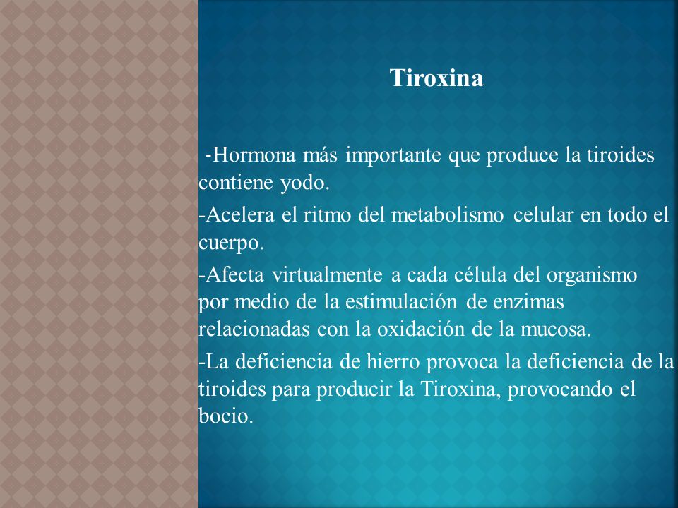 Tiroxina -Acelera el ritmo del metabolismo celular en todo el cuerpo.