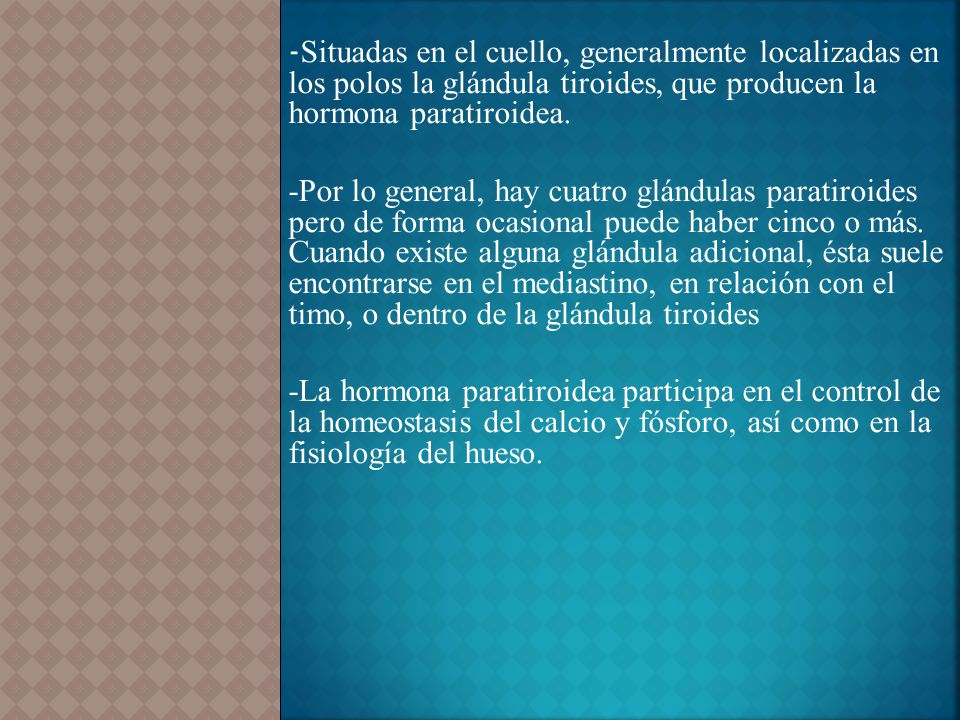 -Situadas en el cuello, generalmente localizadas en los polos la glándula tiroides, que producen la hormona paratiroidea.