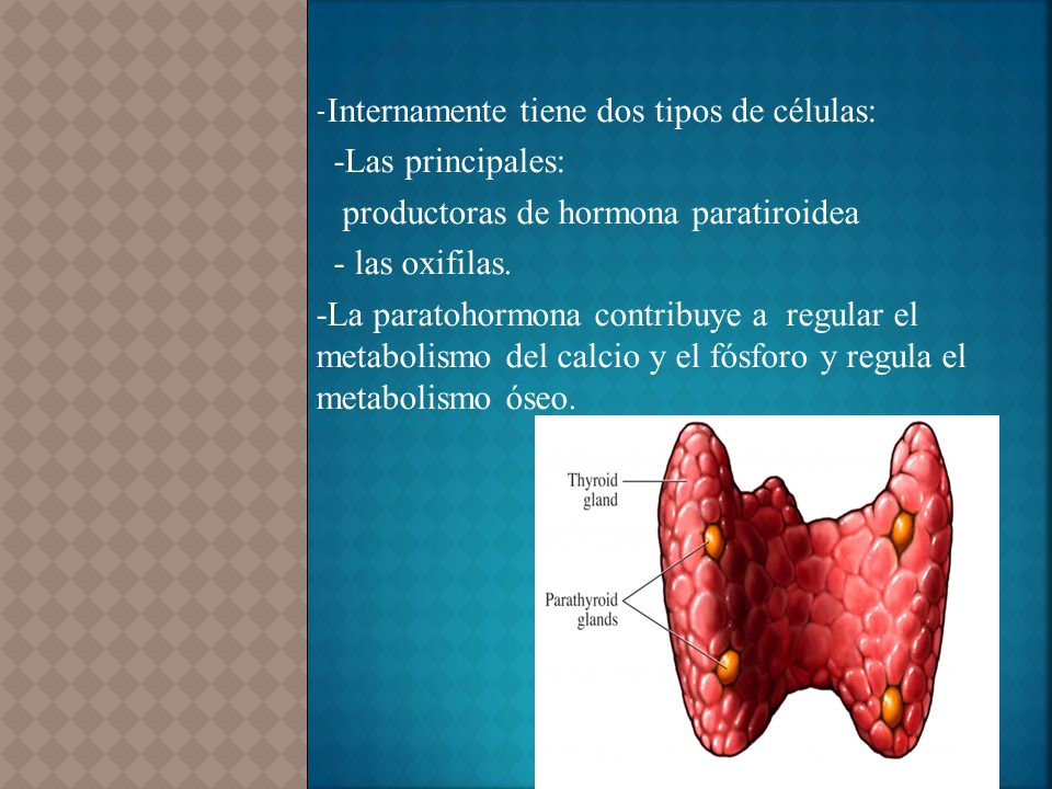 productoras de hormona paratiroidea - las oxifilas.