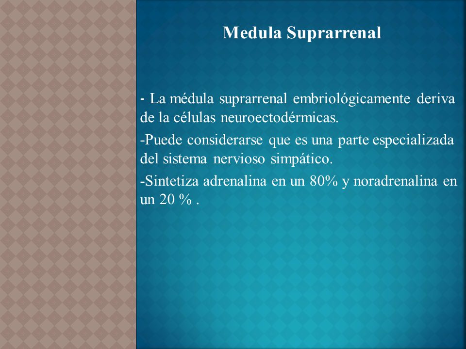 Medula Suprarrenal - La médula suprarrenal embriológicamente deriva de la células neuroectodérmicas.