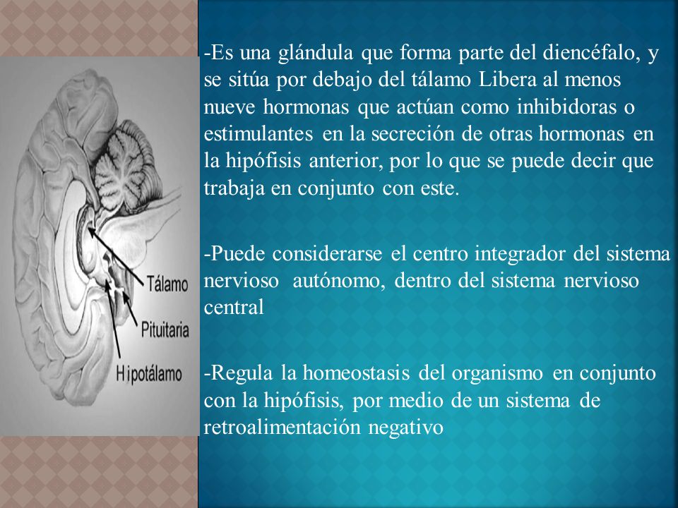 -Es una glándula que forma parte del diencéfalo, y se sitúa por debajo del tálamo Libera al menos nueve hormonas que actúan como inhibidoras o estimulantes en la secreción de otras hormonas en la hipófisis anterior, por lo que se puede decir que trabaja en conjunto con este.