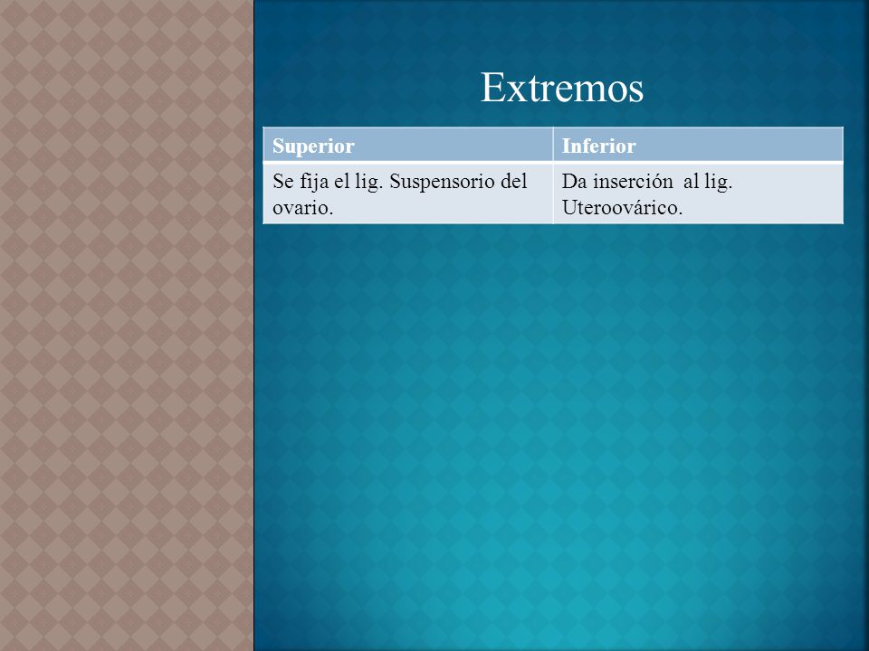 Extremos Superior Inferior Se fija el lig. Suspensorio del ovario.