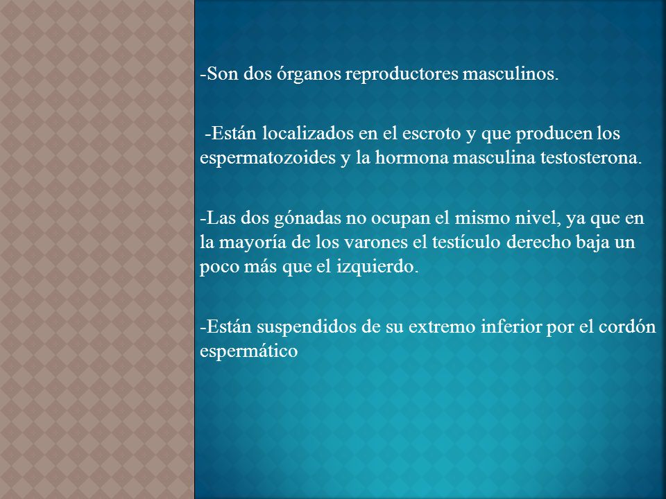 -Son dos órganos reproductores masculinos.