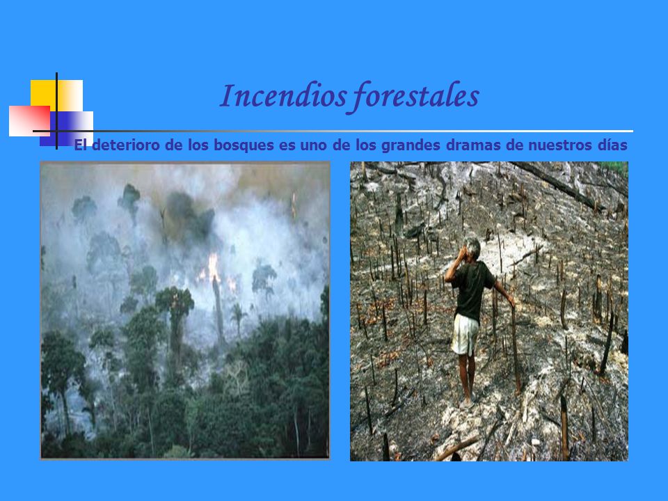 Incendios forestales El deterioro de los bosques es uno de los grandes dramas de nuestros días