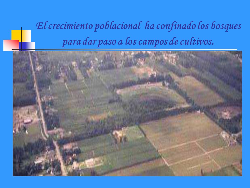 El crecimiento poblacional ha confinado los bosques para dar paso a los campos de cultivos.