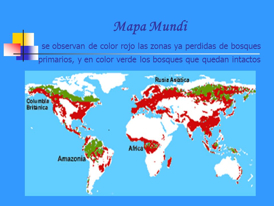 Mapa Mundi se observan de color rojo las zonas ya perdidas de bosques primarios, y en color verde los bosques que quedan intactos