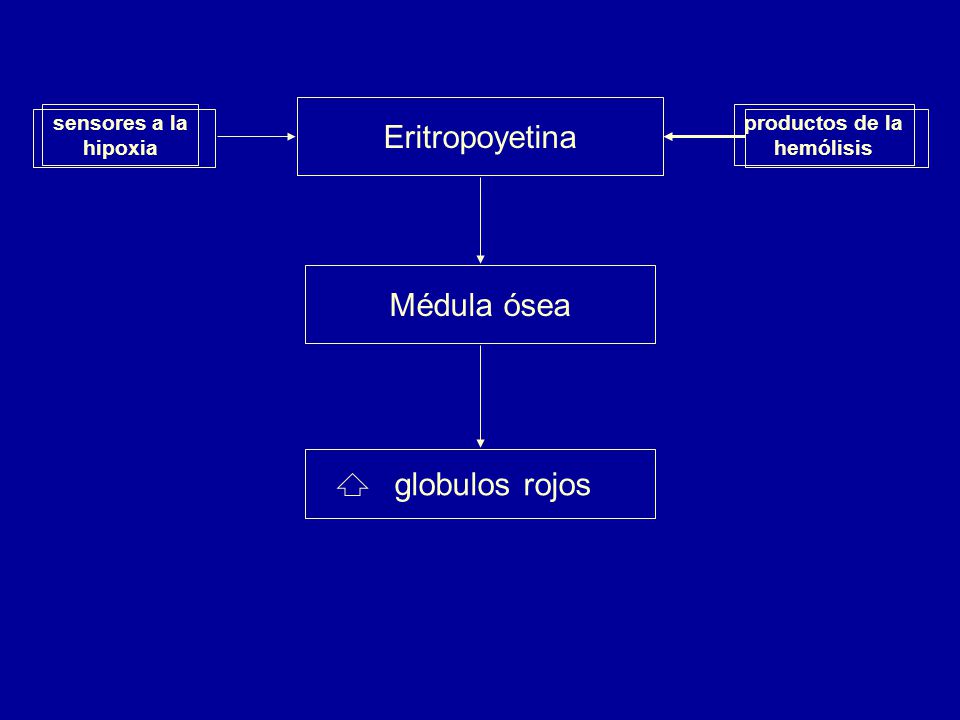 Eritropoyetina Médula ósea globulos rojos sensores a la hipoxia