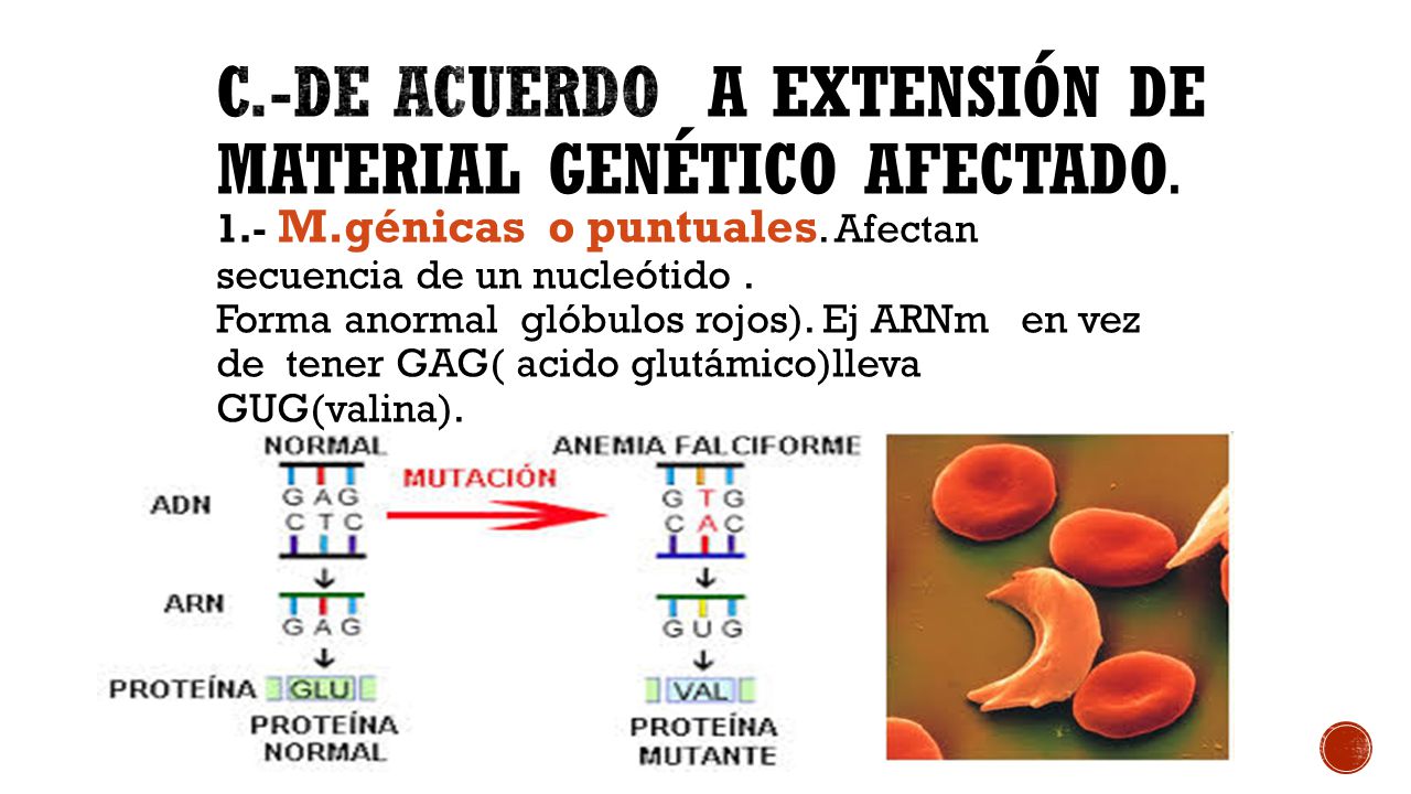 c.-De acuerdo a extensión de material genético afectado.