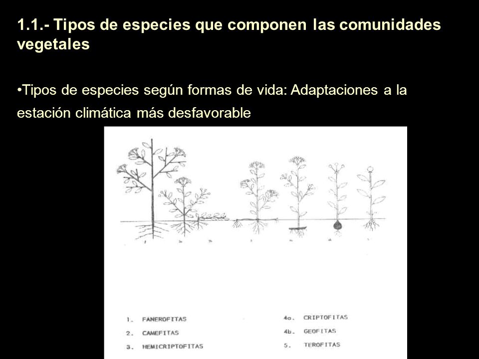 1.1.- Tipos de especies que componen las comunidades vegetales