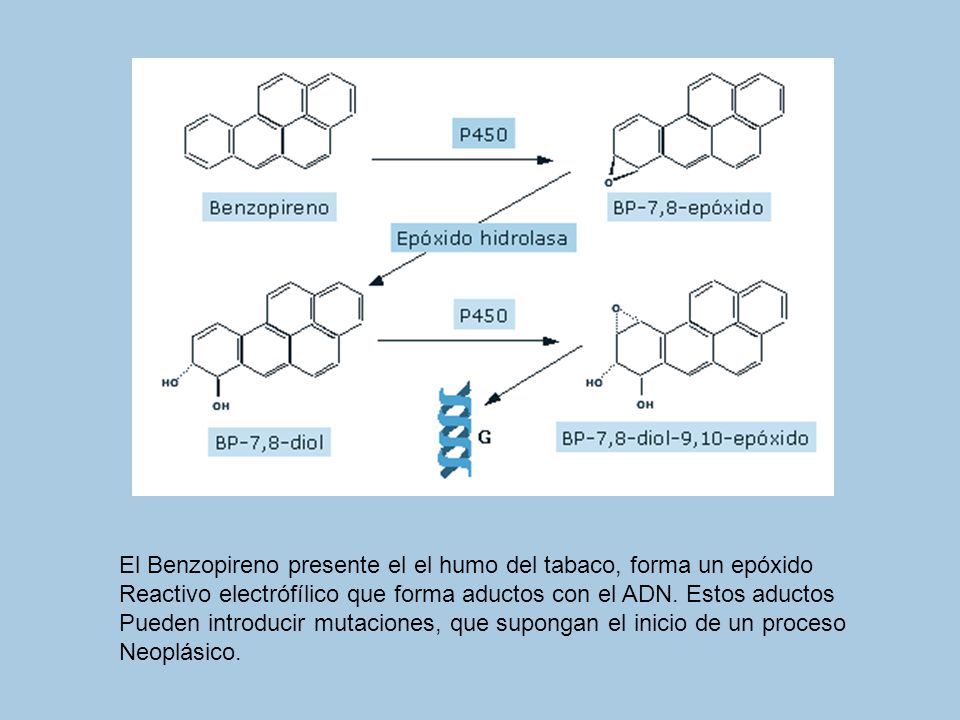 El Benzopireno presente el el humo del tabaco, forma un epóxido