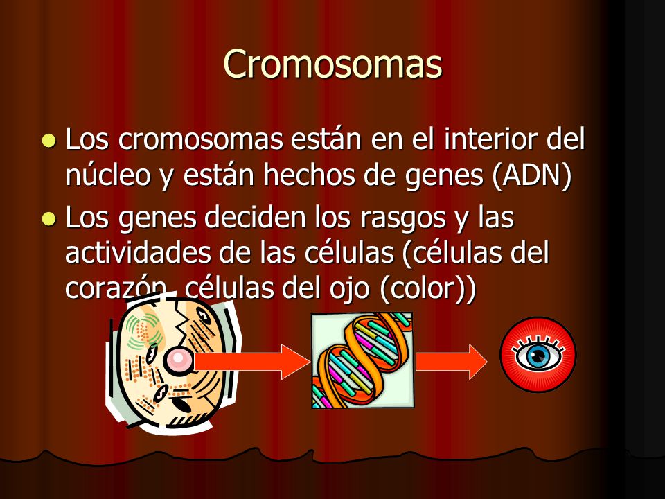 Cromosomas Los cromosomas están en el interior del núcleo y están hechos de genes (ADN)