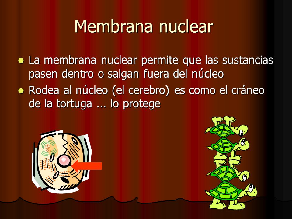 Membrana nuclear La membrana nuclear permite que las sustancias pasen dentro o salgan fuera del núcleo.