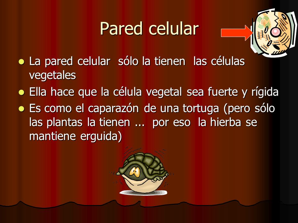 Pared celular La pared celular sólo la tienen las células vegetales