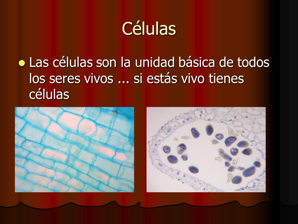 Células Las células son la unidad básica de todos los seres vivos ... si estás vivo tienes células