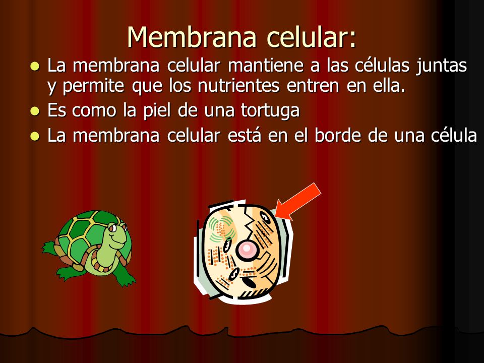 Membrana celular: La membrana celular mantiene a las células juntas y permite que los nutrientes entren en ella.