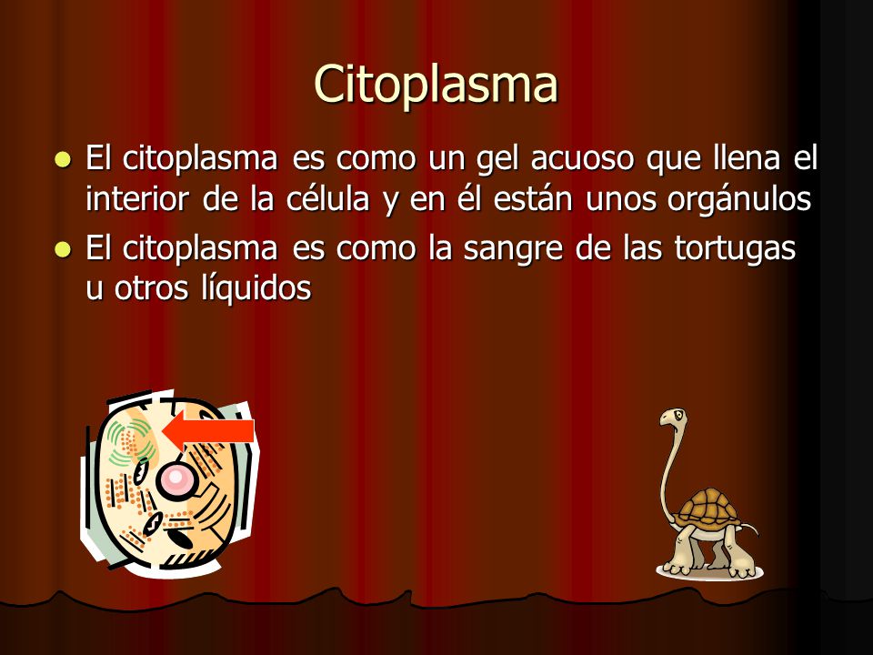 Citoplasma El citoplasma es como un gel acuoso que llena el interior de la célula y en él están unos orgánulos.