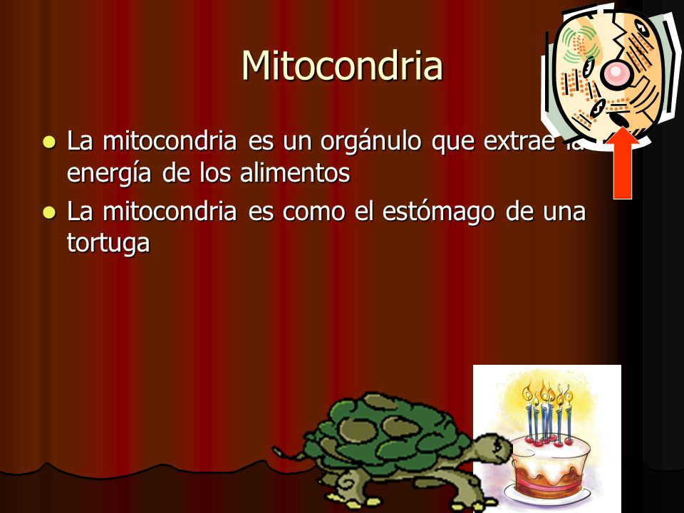 Mitocondria La mitocondria es un orgánulo que extrae la energía de los alimentos.