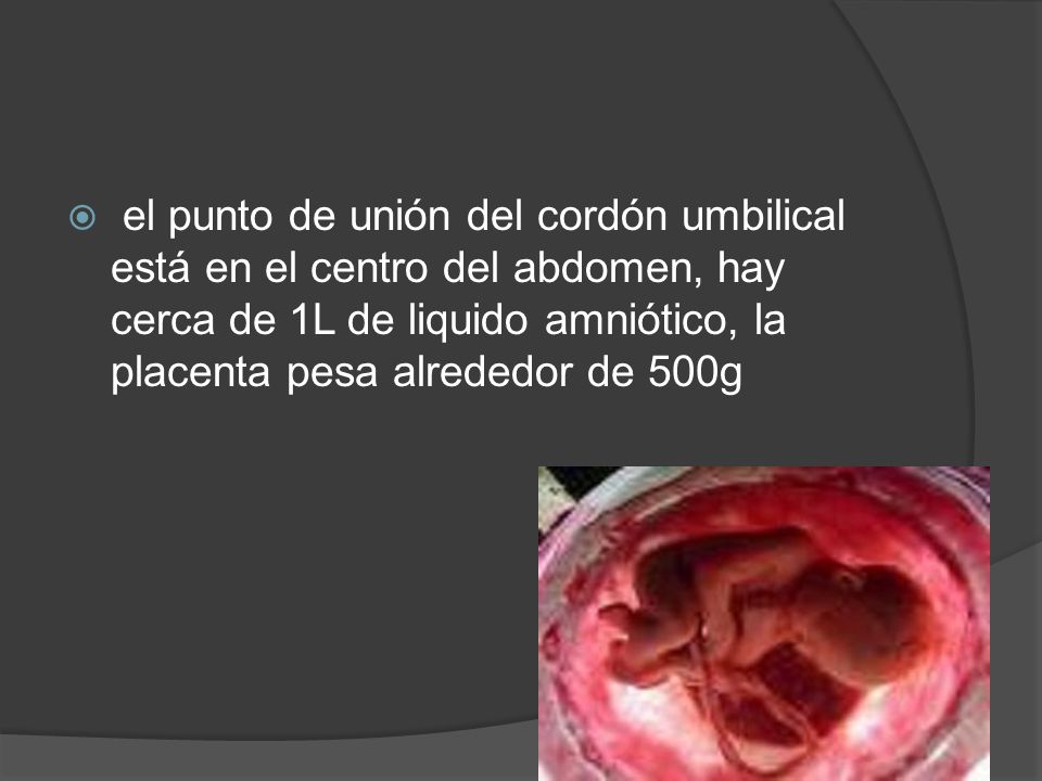 el punto de unión del cordón umbilical está en el centro del abdomen, hay cerca de 1L de liquido amniótico, la placenta pesa alrededor de 500g
