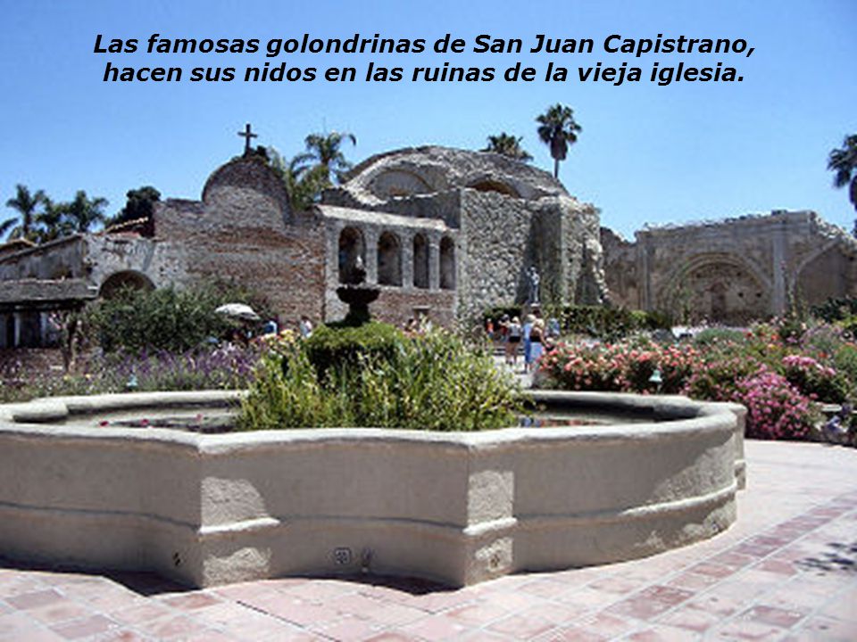 Las famosas golondrinas de San Juan Capistrano, hacen sus nidos en las ruinas de la vieja iglesia.