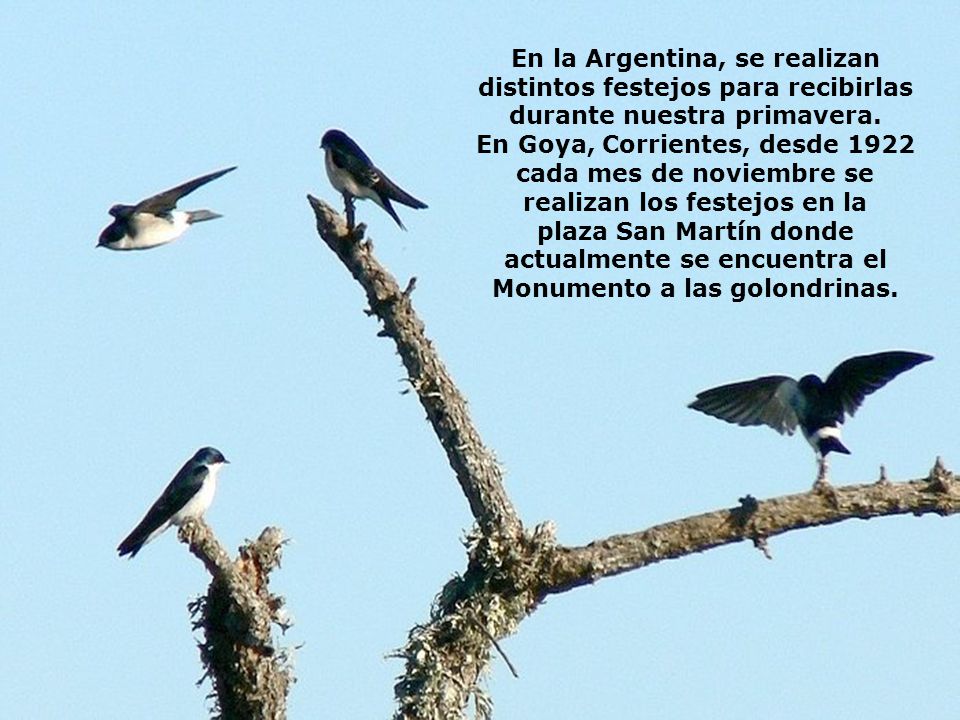 En la Argentina, se realizan distintos festejos para recibirlas durante nuestra primavera.