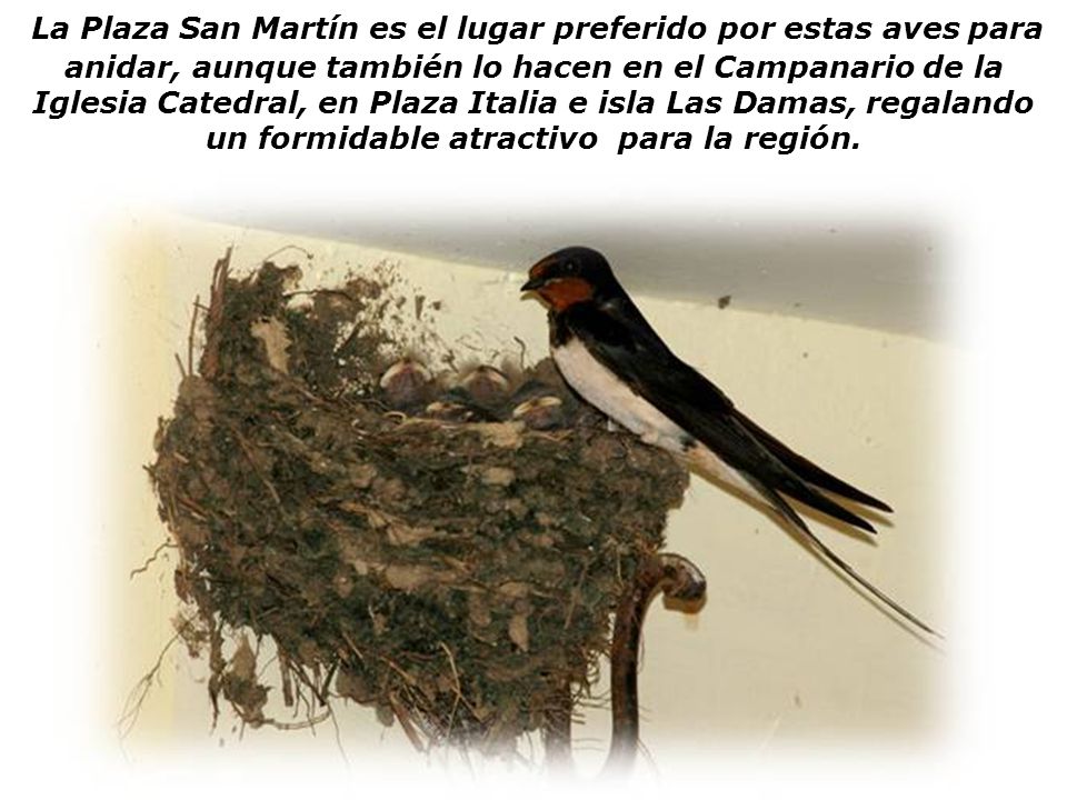 La Plaza San Martín es el lugar preferido por estas aves para anidar, aunque también lo hacen en el Campanario de la Iglesia Catedral, en Plaza Italia e isla Las Damas, regalando un formidable atractivo para la región.