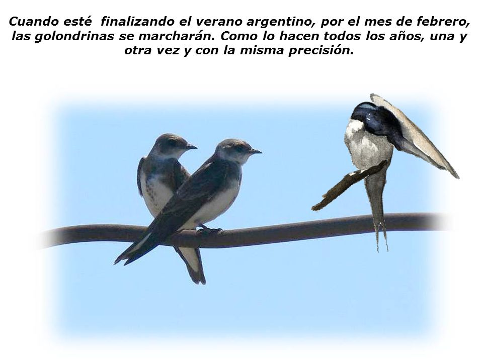 Cuando esté finalizando el verano argentino, por el mes de febrero, las golondrinas se marcharán.
