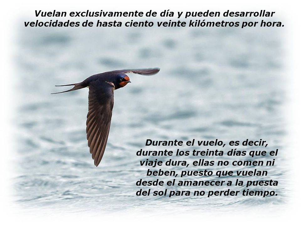 Vuelan exclusivamente de día y pueden desarrollar velocidades de hasta ciento veinte kilómetros por hora.