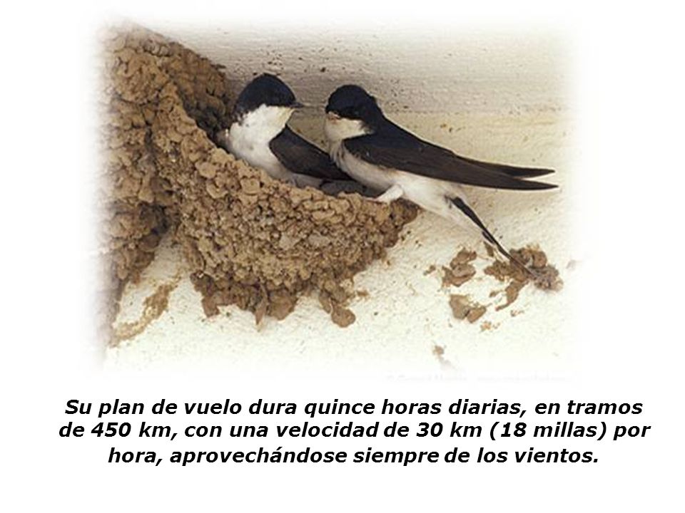 Su plan de vuelo dura quince horas diarias, en tramos de 450 km, con una velocidad de 30 km (18 millas) por hora, aprovechándose siempre de los vientos.