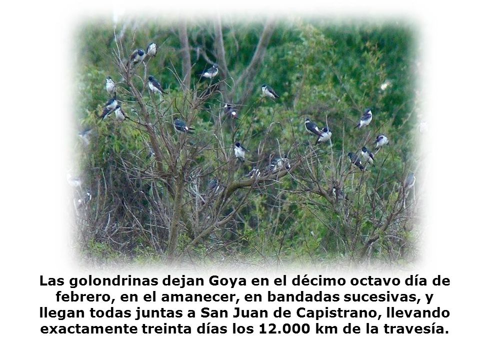 Las golondrinas dejan Goya en el décimo octavo día de febrero, en el amanecer, en bandadas sucesivas, y llegan todas juntas a San Juan de Capistrano, llevando exactamente treinta días los km de la travesía.