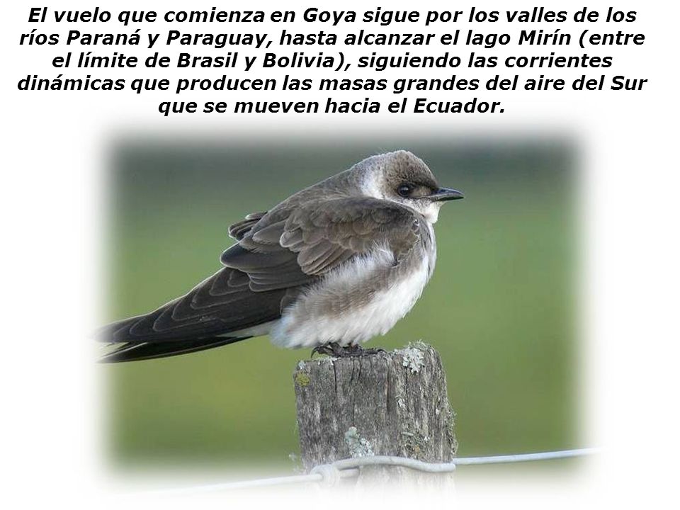 El vuelo que comienza en Goya sigue por los valles de los ríos Paraná y Paraguay, hasta alcanzar el lago Mirín (entre el límite de Brasil y Bolivia), siguiendo las corrientes dinámicas que producen las masas grandes del aire del Sur que se mueven hacia el Ecuador.