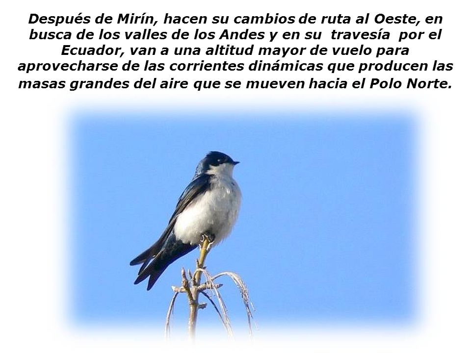Después de Mirín, hacen su cambios de ruta al Oeste, en busca de los valles de los Andes y en su travesía por el Ecuador, van a una altitud mayor de vuelo para aprovecharse de las corrientes dinámicas que producen las masas grandes del aire que se mueven hacia el Polo Norte.
