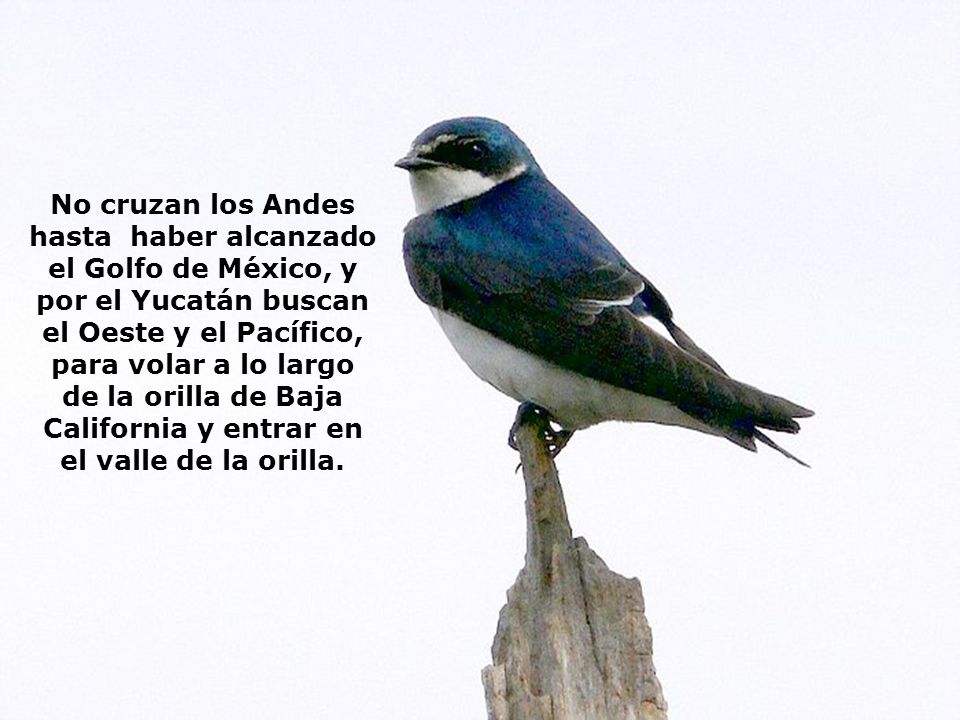 No cruzan los Andes hasta haber alcanzado el Golfo de México, y por el Yucatán buscan el Oeste y el Pacífico, para volar a lo largo de la orilla de Baja California y entrar en el valle de la orilla.