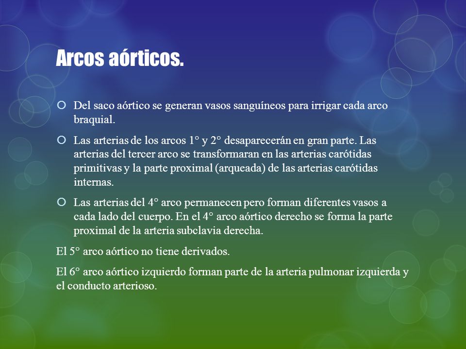 Arcos aórticos. Del saco aórtico se generan vasos sanguíneos para irrigar cada arco braquial.