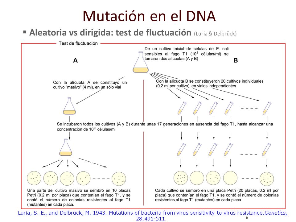 Mutación en el DNA Aleatoria vs dirigida: test de fluctuación (Luria & Delbrück)