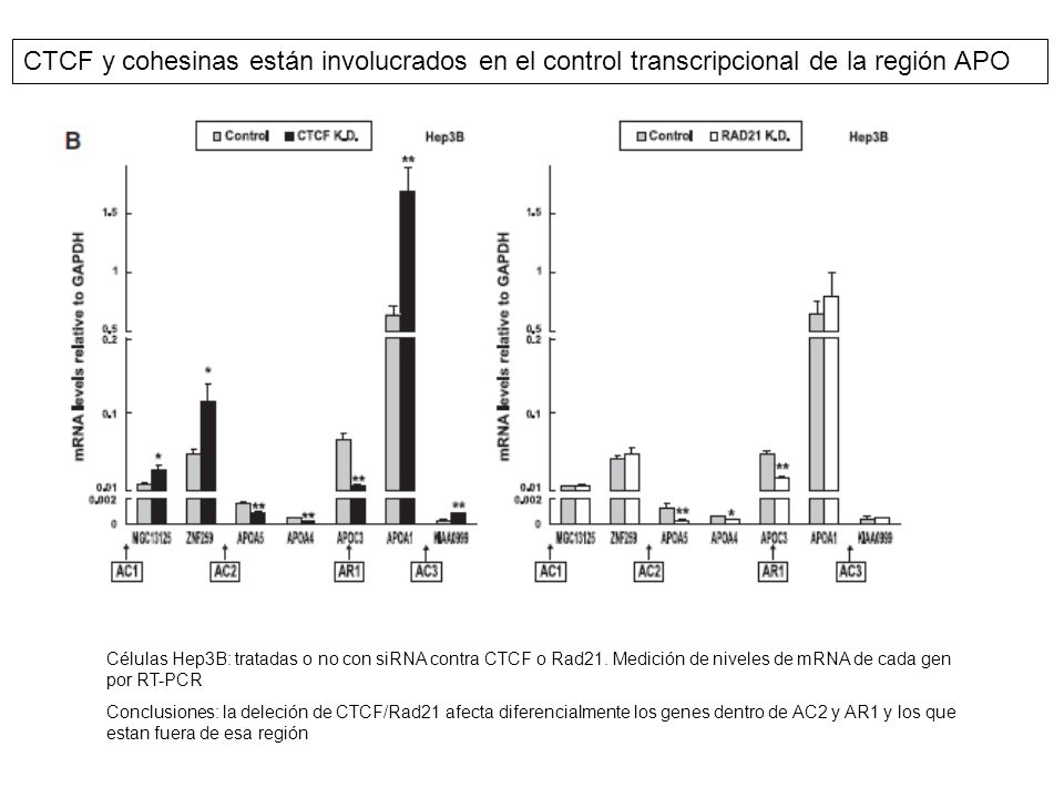 CTCF y cohesinas están involucrados en el control transcripcional de la región APO