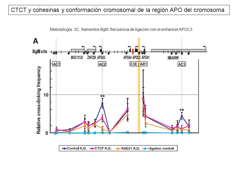 CTCT y cohesinas y conformación cromosomal de la región APO del cromosoma