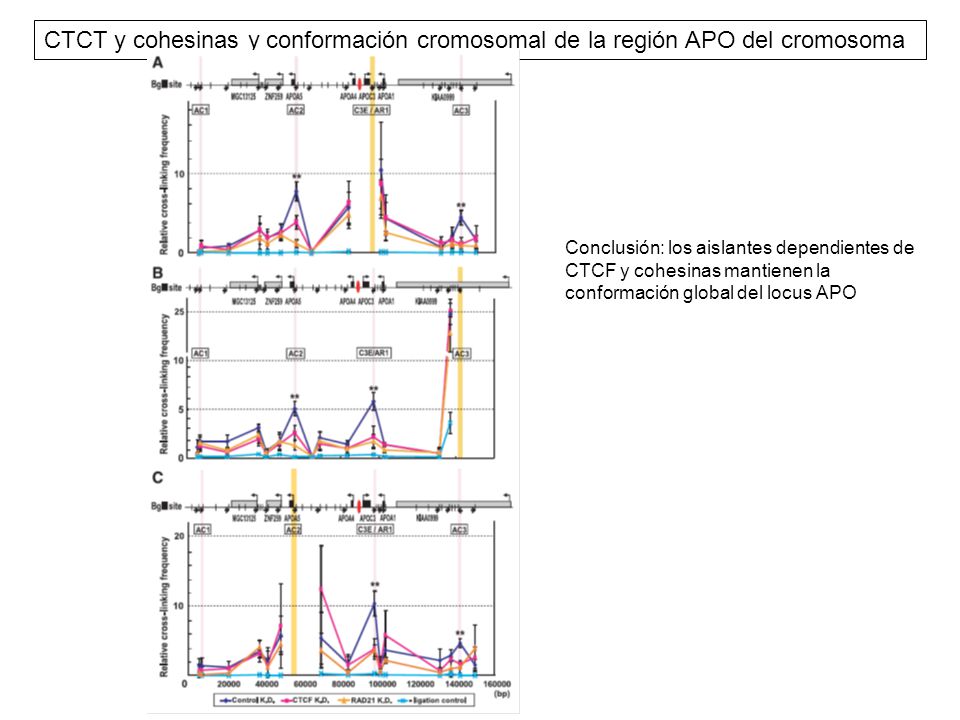 CTCT y cohesinas y conformación cromosomal de la región APO del cromosoma