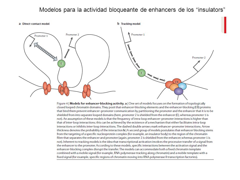 Modelos para la actividad bloqueante de enhancers de los insulators