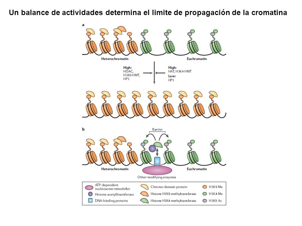 Un balance de actividades determina el limite de propagación de la cromatina
